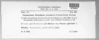 Cronartium flaccidum image